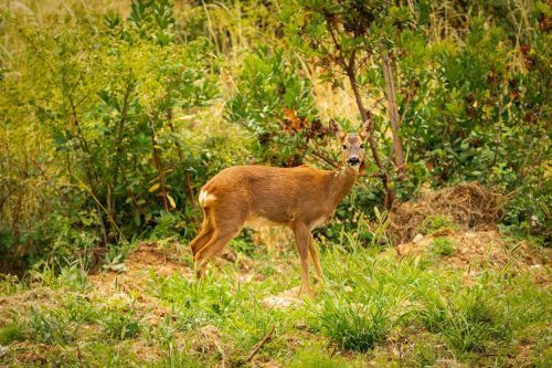bambi