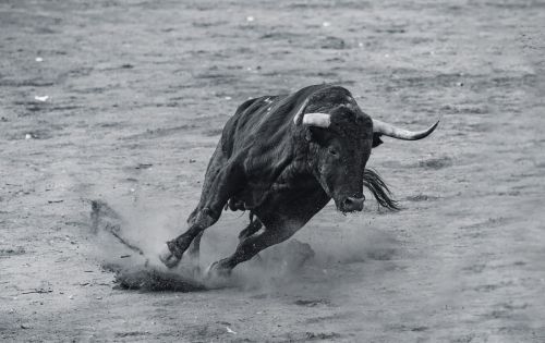 eventos taurinos (2)