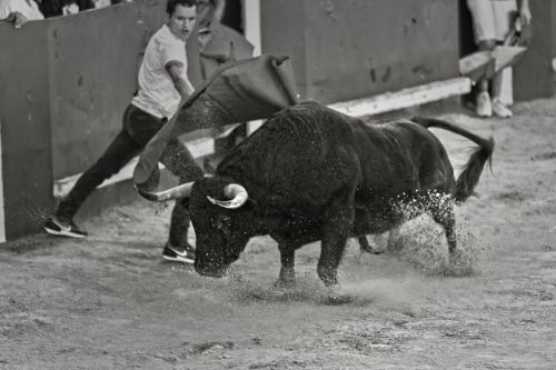 eventos taurinos (3)