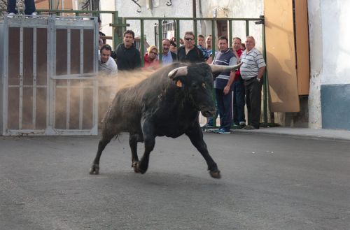 eventos taurinos (9)