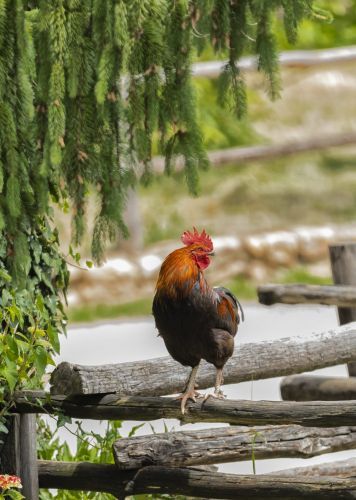 gallo1