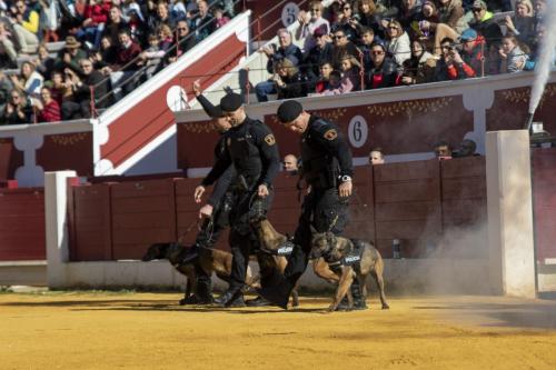 k9 (1)
