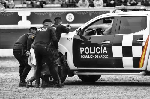 k9 (4)