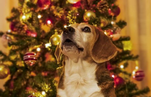 mascotas (2) Beagle