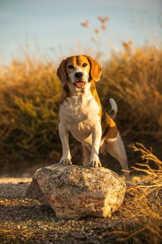 mascotas (11) Beagle