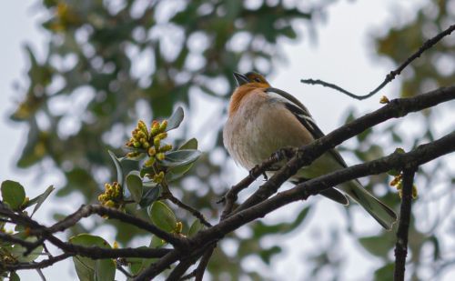 pajaro